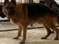 ŞECERELİ SAFKAN ALMAN ÇOBAN KÖPEĞİ