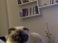 Scottish fold