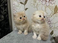 Kedilerimiz için açıklamayı okuyunuz