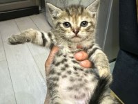 Ailemizin Minik Kedileri Yeni Yuvalarını Arıyor