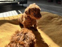 KORE RED BROWN TOY POODLE YAVRULARI
