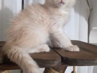 Kusursuz Soy Ağacından Gelen Erkek Maine Coon