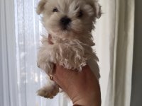 Pamuk maltese yumakları sizleri bekliyor