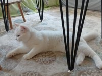 Ücretsiz sahiplendirilecek british shorthair