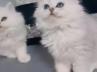 British Longhair Ares Paşa Longhair