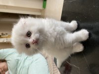 Kahramanmaraş içi elden teslim scottish fold kediler