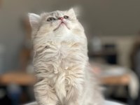 A kalite ayı surat gold british shorthair yavrular