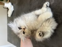 British Longhair Uzun Tüylü
