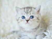 Plus Kalitede silver ns24 british shorthair