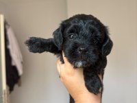 Maltipoo yavruları