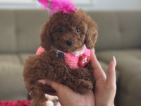 Micro poodle bebeğim luma