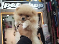 Pomeranian Erkek Yavru 2 Aylık