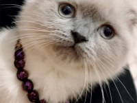 Scottish fold blue point dişi