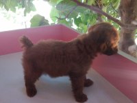Tuvalet eğitimli erkek toy poodle yavrular