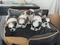 40 günlük ırk garantili shih tzu yavrular