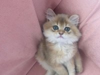 British Golden Longhair Erkek