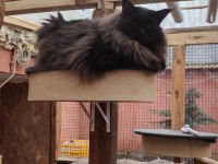 Maine coon kedisi