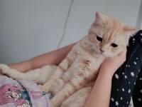 Yetişkin dişi kedimiz 1.5 puan
