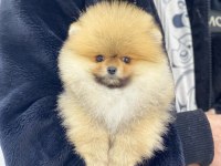 TEDDY BEAR POMERANİAN ADANA DA GÖRÜP ALMAK İSTEYENLERE