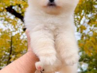 Ayı Surat Pomeranian Yavrularımız Irk Garantili