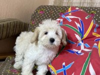 Şahane Maltipoo Patiler