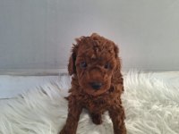 MİNNOŞ POODLE KIZLARIMIZ