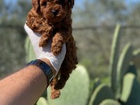 Kilo garantili red toy poodle