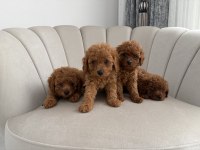 Sevgi Dolu Bir Yuva Arayan Tatlı Toy Poodle Yavrusu
