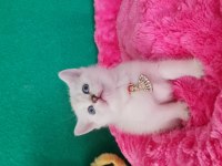 British shorthair blue point yavrularımız hazır
