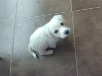 Morkie terrier