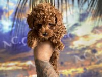 Kore orjinal kilo ırk garantili poodle