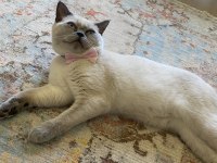 7 aylık bluepoint dişi british shorthair