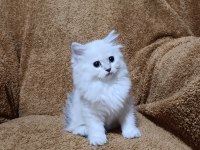British longhair silverpoint kızımız