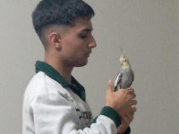 1 yaşında dişi sultan papağanı