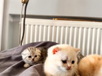 Muhteşem renkte British Shorthair ve Scotish Fold Yavrular