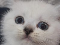 british shorthair 55 günlük