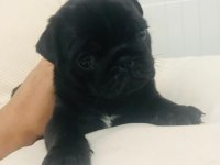 Safkan orjinal siyah pug yavruları