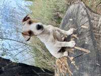 Safkan Kısa Bacak Jack Russell