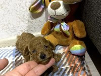 DÜNYA TATLISI PELUŞ TADINDA BEBEK KÖPEKLER
