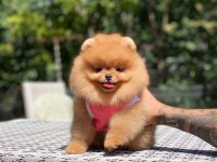 Show kalite pomeranian bebeklerim