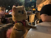 1.5 yaş dişi pomeranian