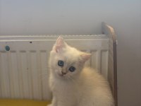 British Shorthair Kedisi
