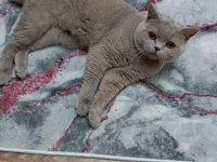 british shorthair oyuncu ve uysal