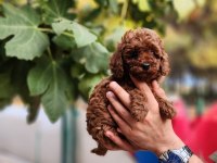 Çiftliğimiz de poodle yavrularımızı görebilirsiniz