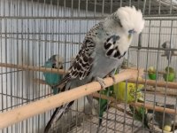 Show jumbo erkek dişi kuşlar 24 25 bilezik