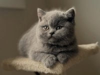 British Shorthair Yavruları 