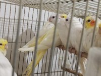 45 günlük evcil albino ve lutino sultan papağanı yavrular