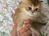 Safkan british longhair yavrular yuva arıyoruz