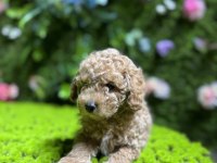 Sevimli toy poodle bebek köpekler
