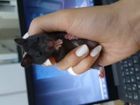 Suriye hamster yavrusu